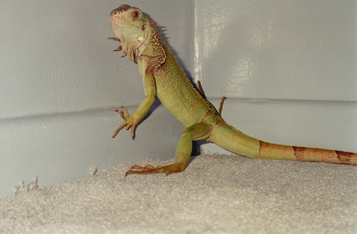 My iguanna Al