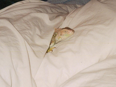 Al asleep in my bed