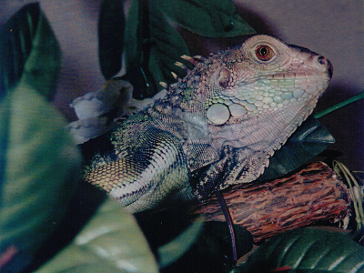 Al in her tree