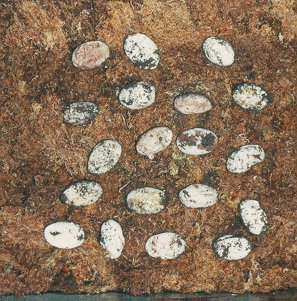 Al's eggs'