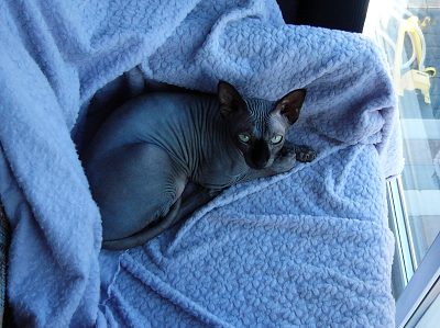 Ash the cat