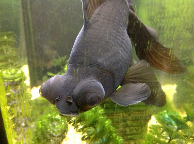Black goldfish