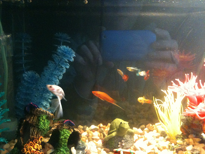 Aquarium with fish