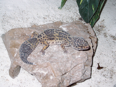 Fry the gecko about to shed