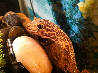 Fry the gecko