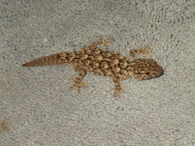 Jake the gecko