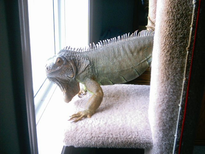 My iguanna Jimmy