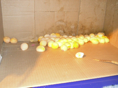 Jimmy's eggs