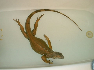 Jimmy in the tub