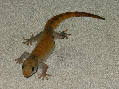 Jorg the gecko