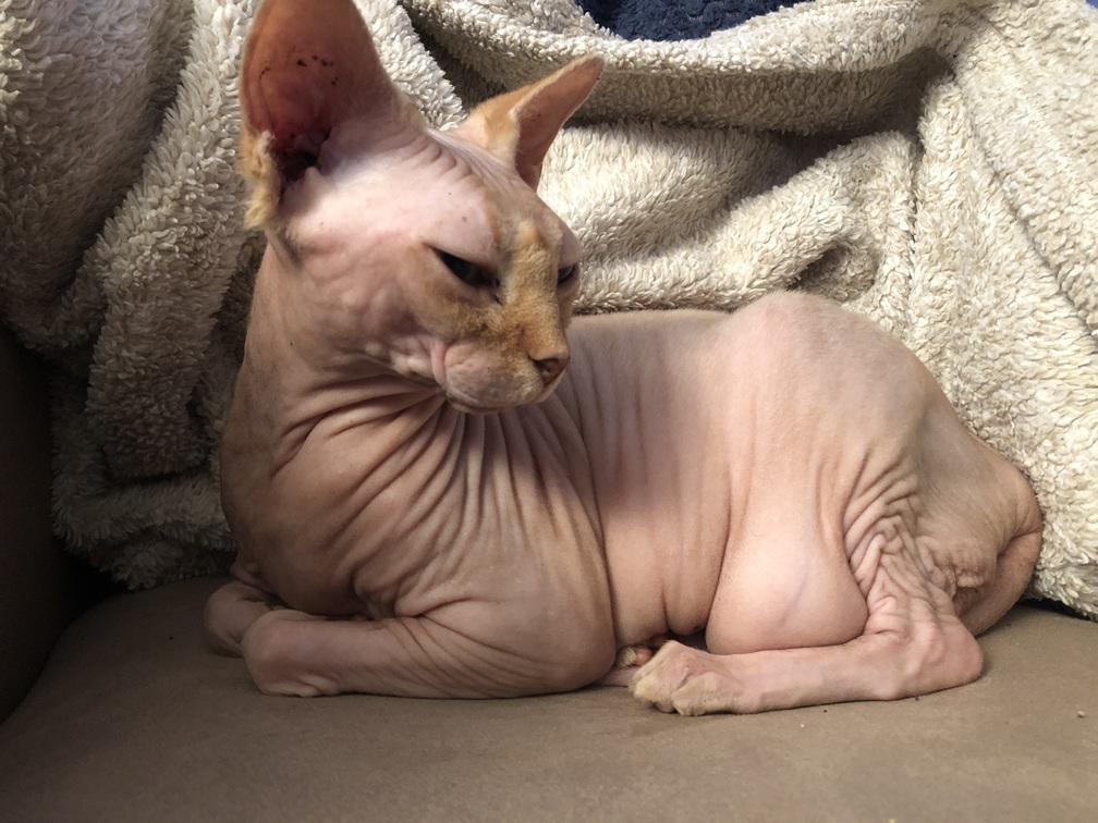 Lily the cat