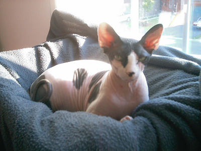 Orson at the window