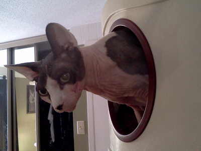 Orson ready to play