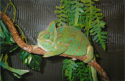 Patrick being green