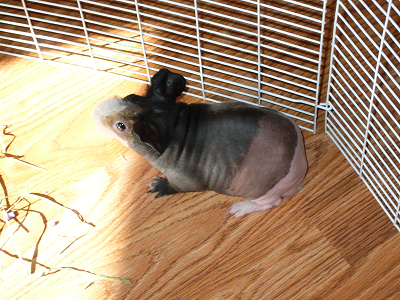 Pigeon in his enclosure
