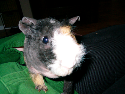 Skinny pig named Pigeon