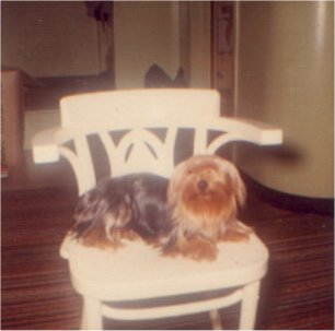 The family dog