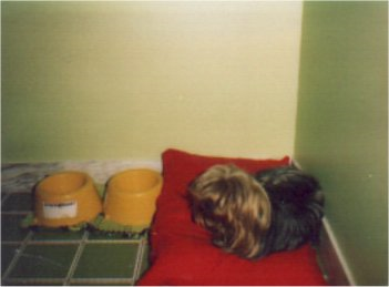 The family dog in her bed