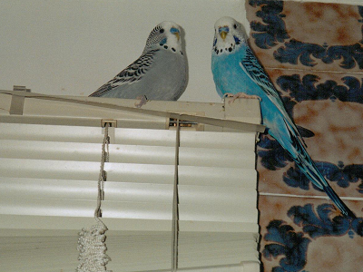 Budgies Ren and Stimpy