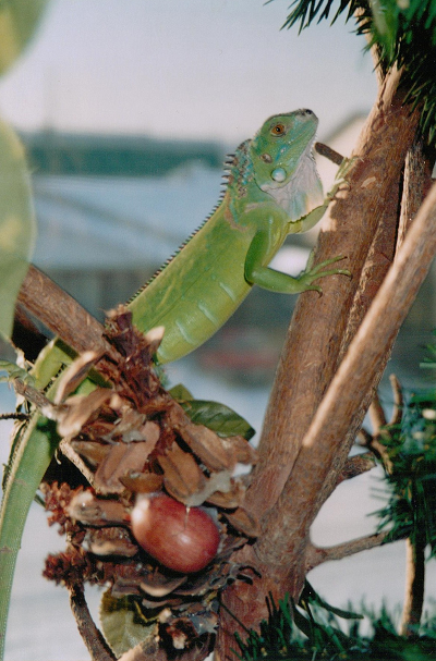 My iguanna Sally