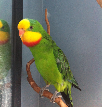 Skittles in full color