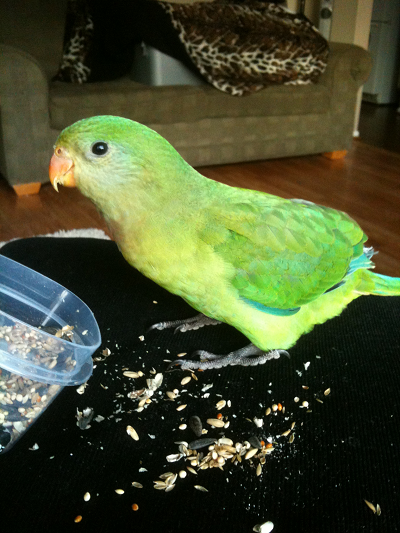 Skittles making a mess