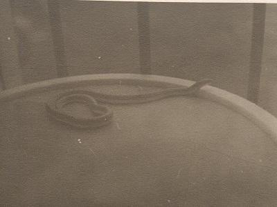 My snake again