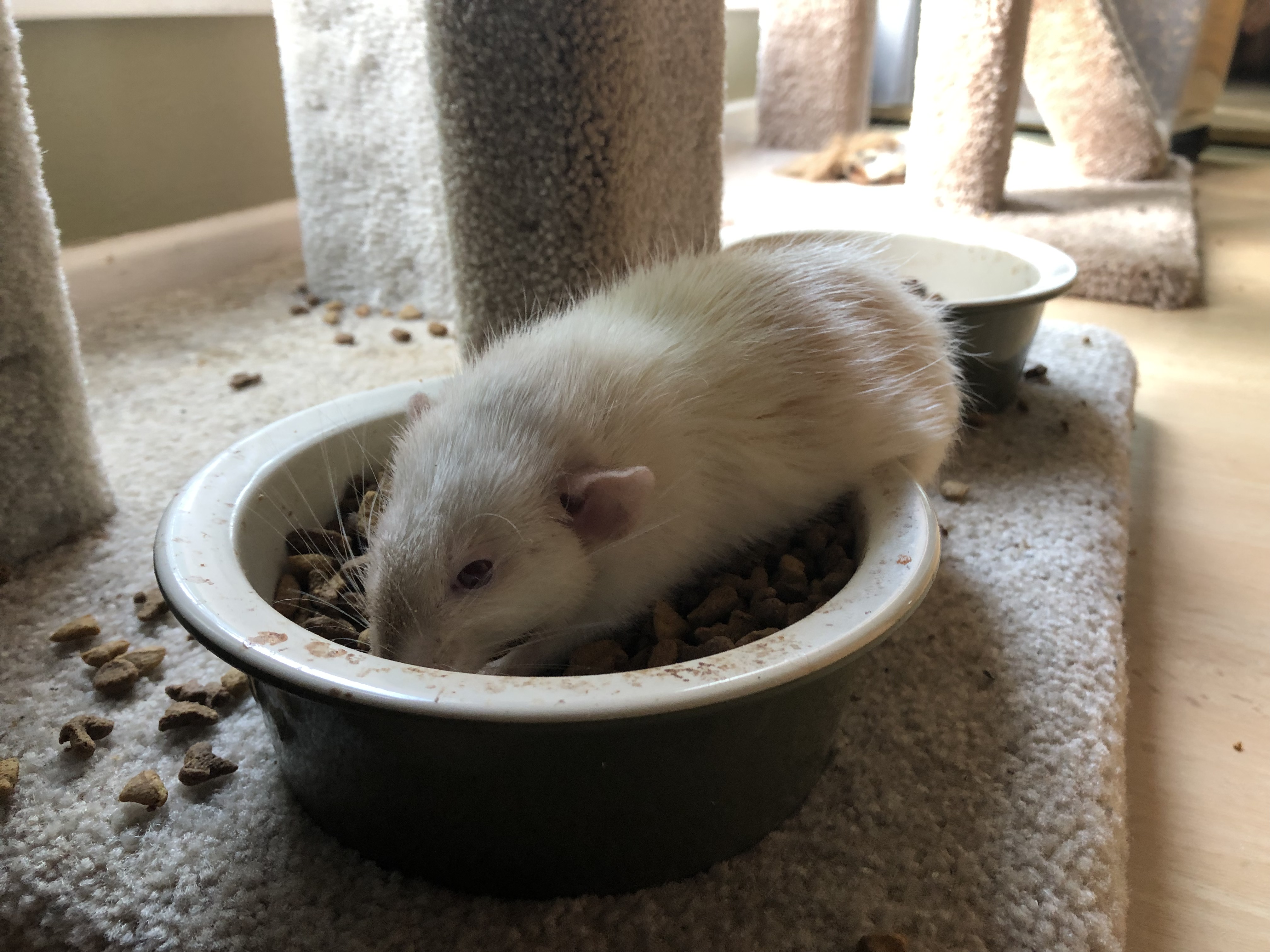 Stewart the rat