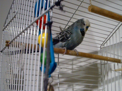 Sven the budgie