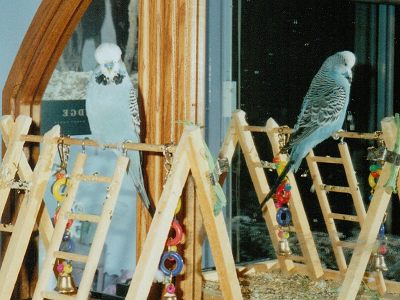 Sven in the mirror