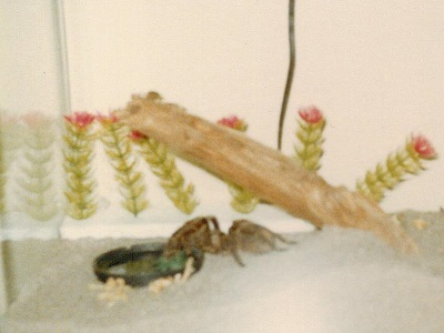 My tarantula
