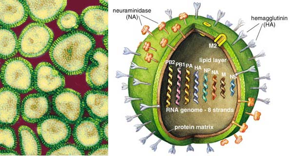 Figure 2. Type A influenza viruses . . .