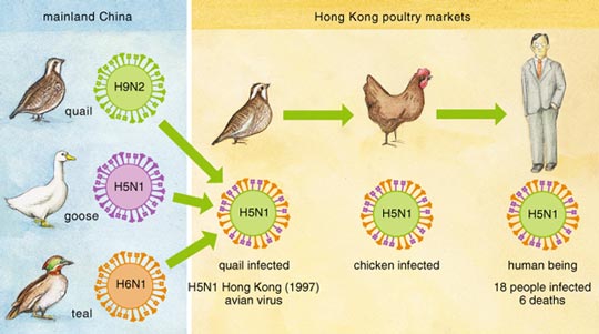 Figure 5. Hong Kong's deadly H5N1 (1997) virus . . .