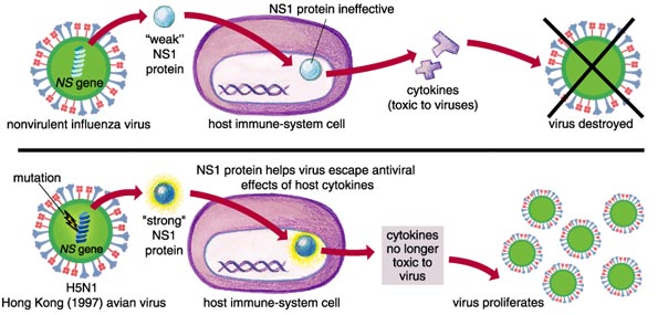 Figure 6. Variants of the NS1 protein . . .
